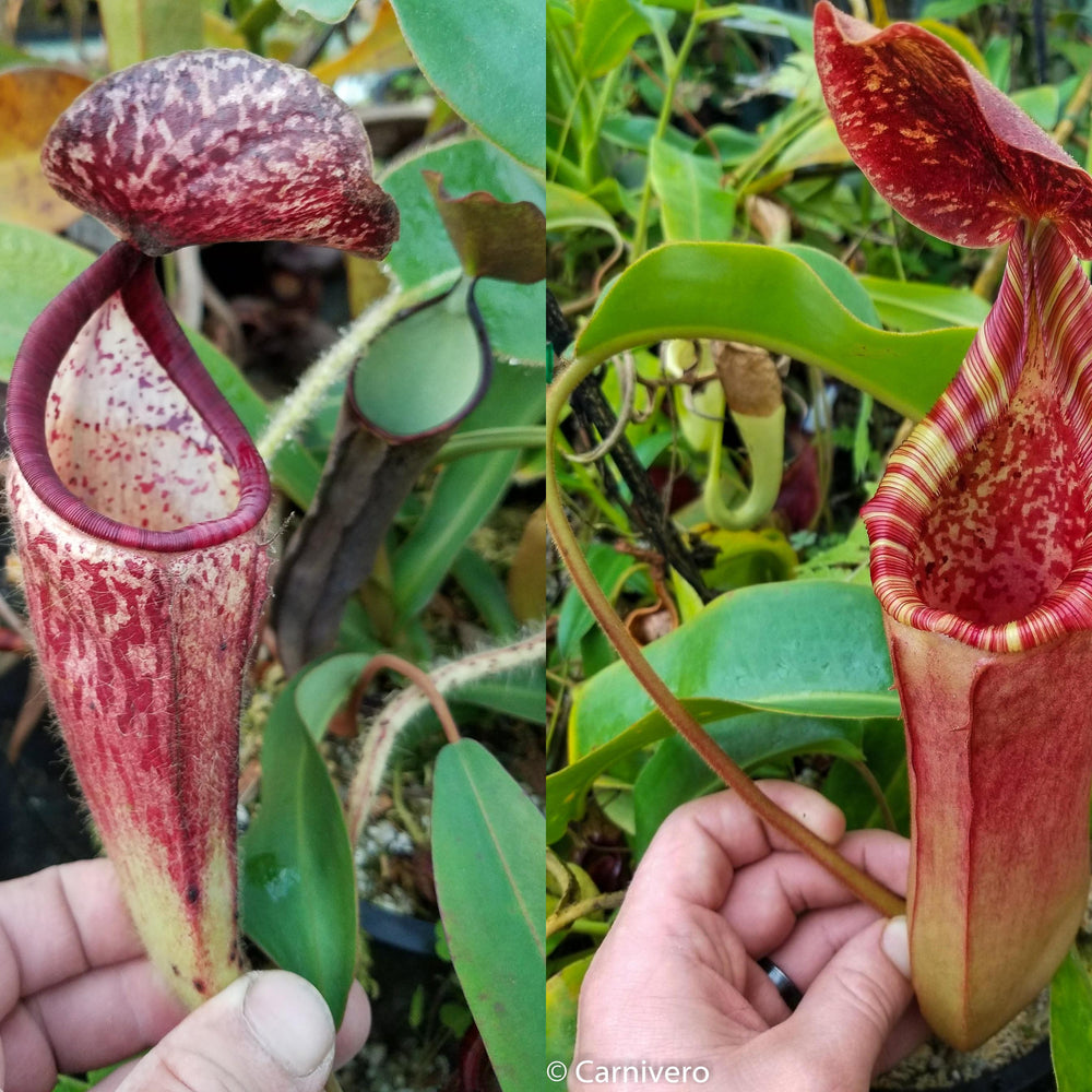
                      
                        Nepenthes glandulifera x (lowii x veitchii)
                      
                    