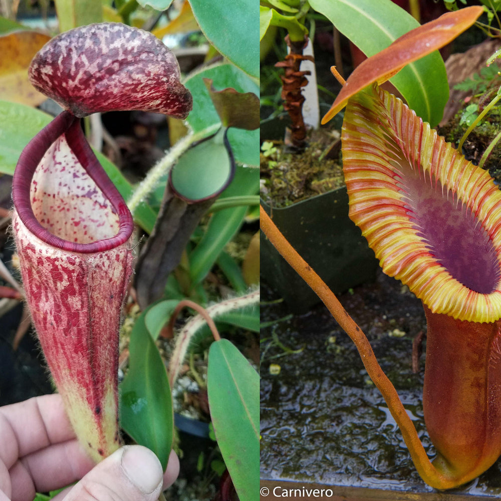 Nepenthes glandulifera x Trusmadiensis