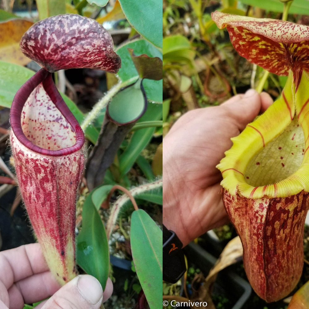 
                      
                        Nepenthes glandulifera x [(lowii x veitchii) x boschiana], CAR-0067, pitcher plant, carnivorous plant, collectors plant, large pitchers, rare plants
                      
                    