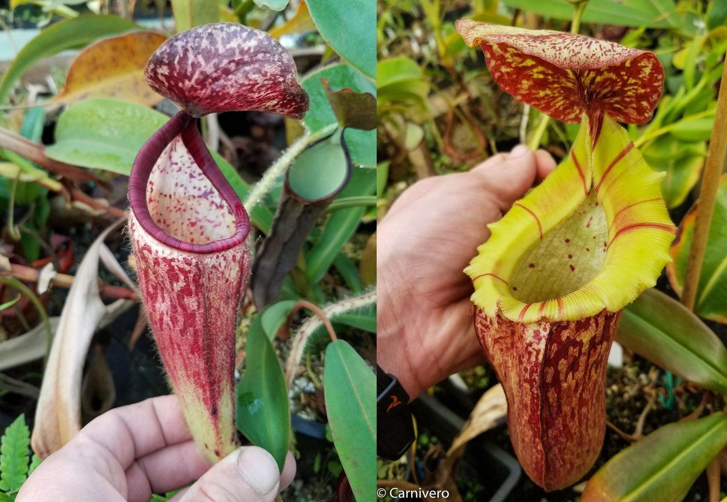 Nepenthes glandulifera x [(lowii x veitchii) x boschiana], CAR-0067, pitcher plant, carnivorous plant, collectors plant, large pitchers, rare plants