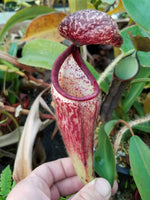 Nepenthes glandulifera