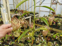 Nepenthes burbidgeae