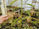 Nepenthes burbidgeae