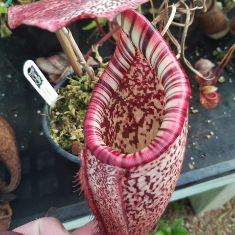 Nepenthes burbidgeae pitcher with striped pink and white rim and speckled interior, in a garden pot.