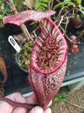 Nepenthes burbidgeae