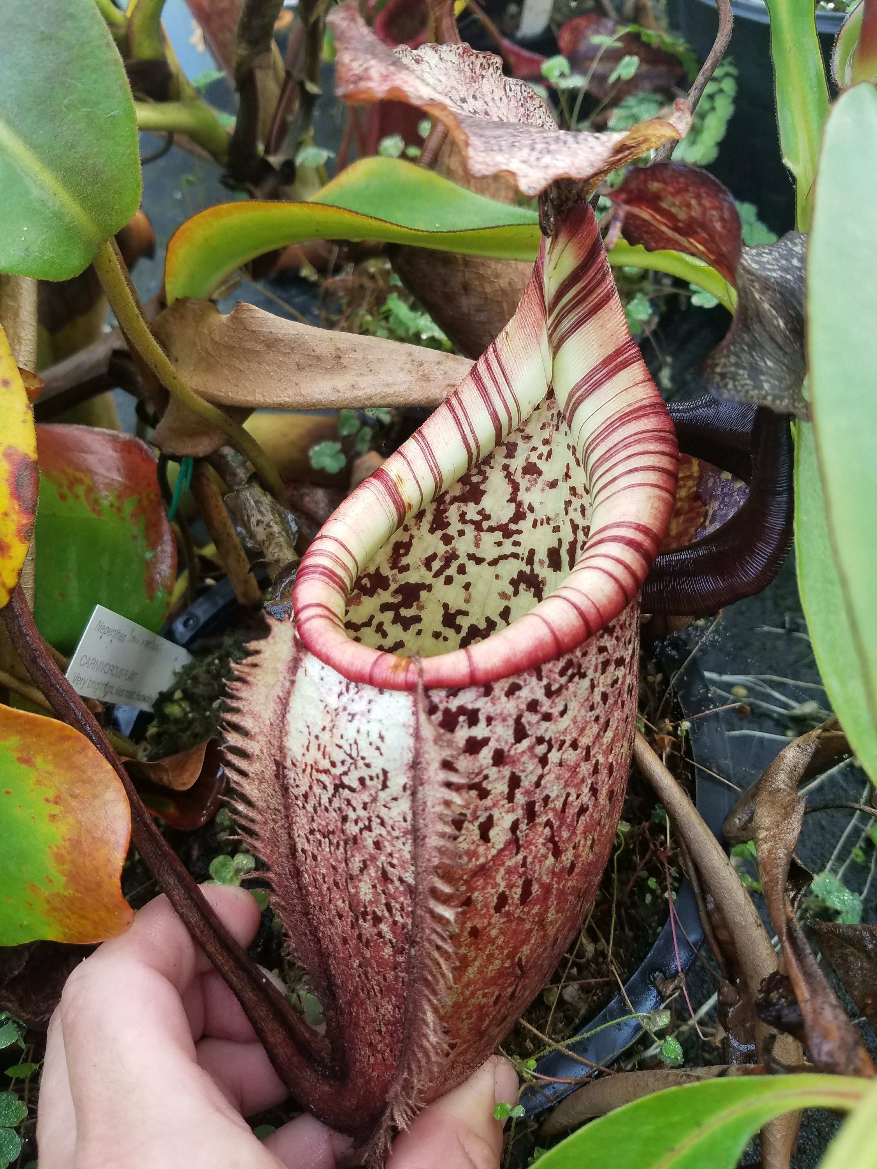 Nepenthes burbidgeae – Carnivero