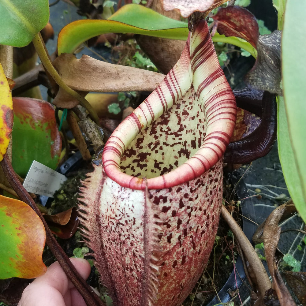 Nepenthes burbidgeae