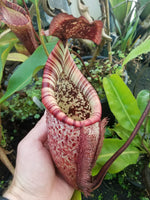 Nepenthes burbidgeae