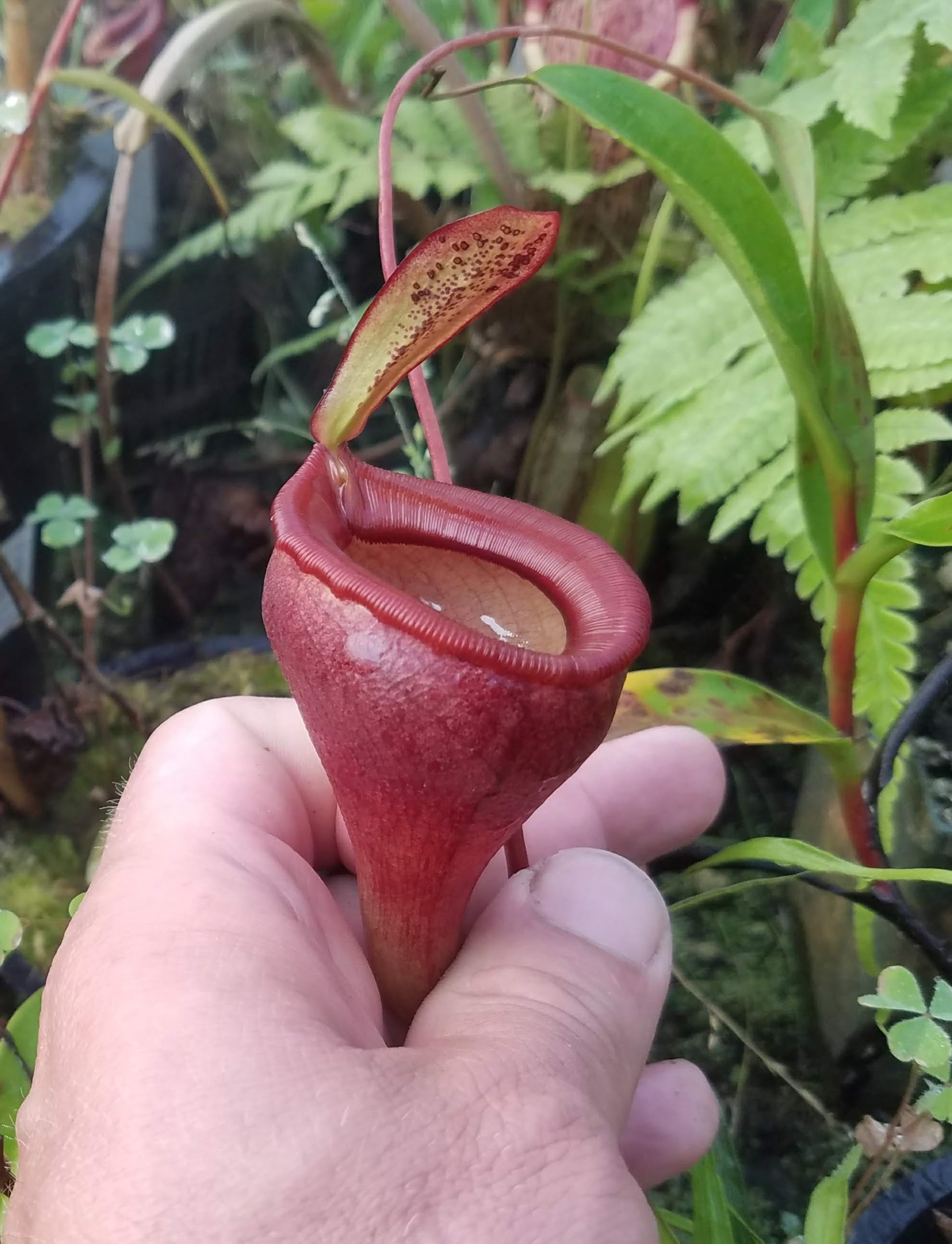 Nepenthes jamban, BE-3875 – Carnivero