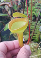 Nepenthes jamban