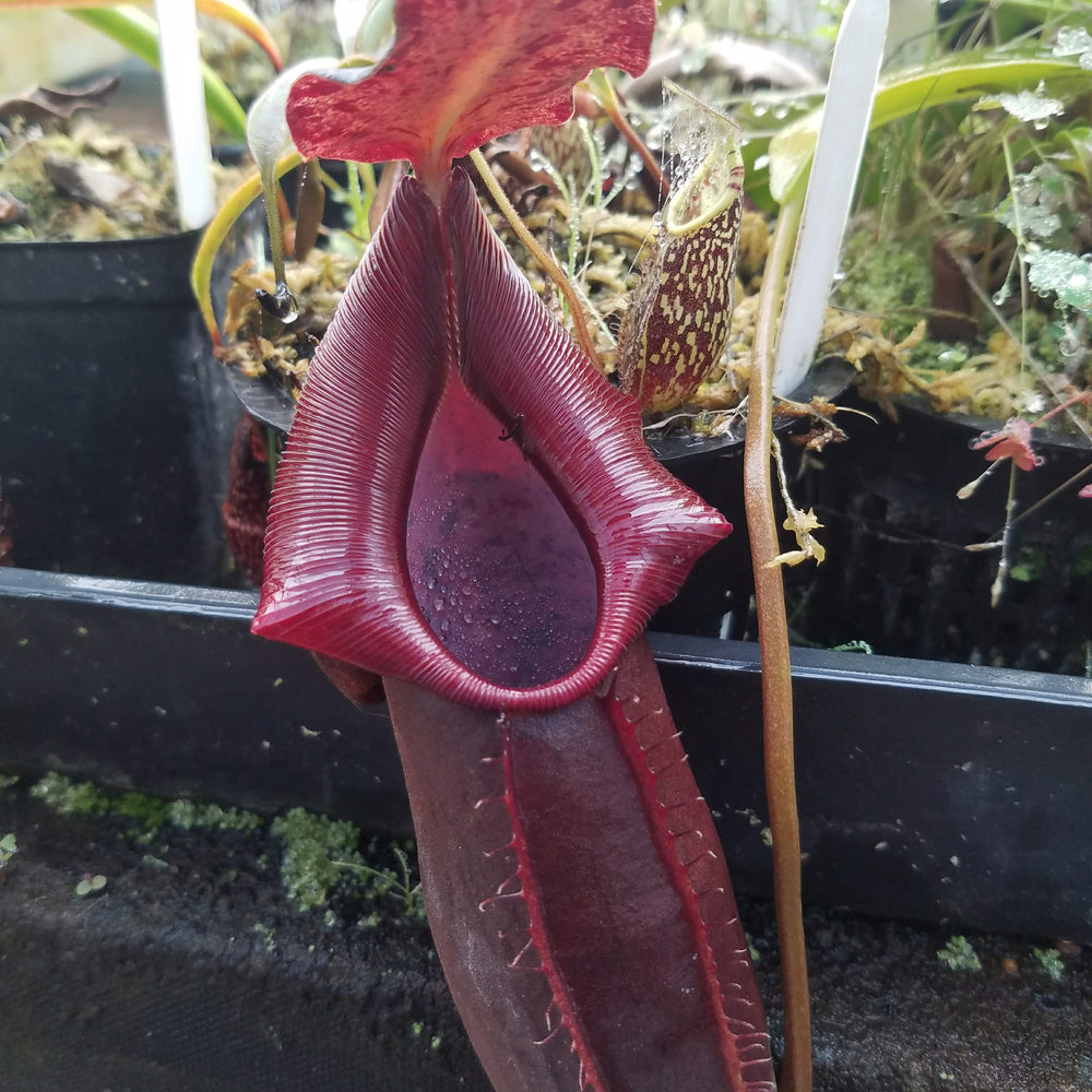 
                      
                        Nepenthes naga Dark
                      
                    