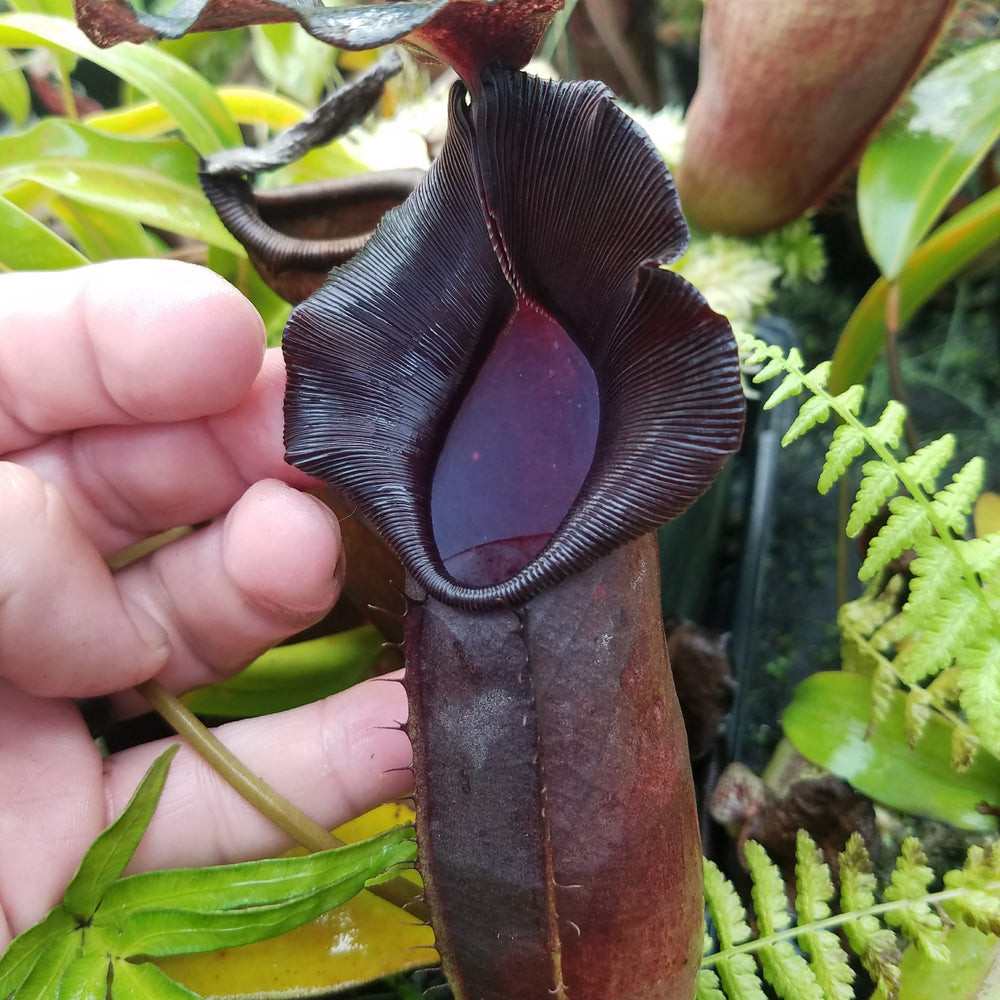 
                      
                        Nepenthes naga Dark
                      
                    