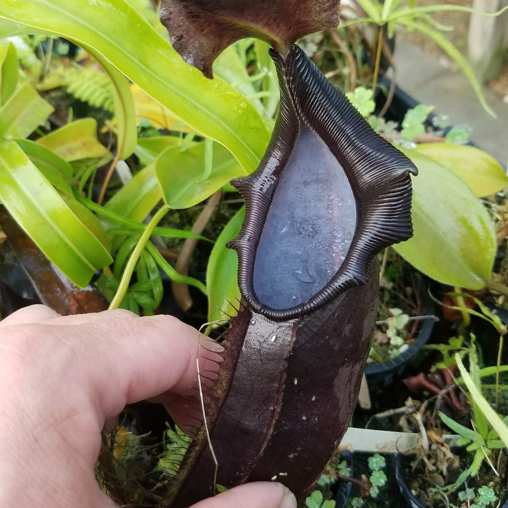 
                      
                        Nepenthes naga Dark
                      
                    