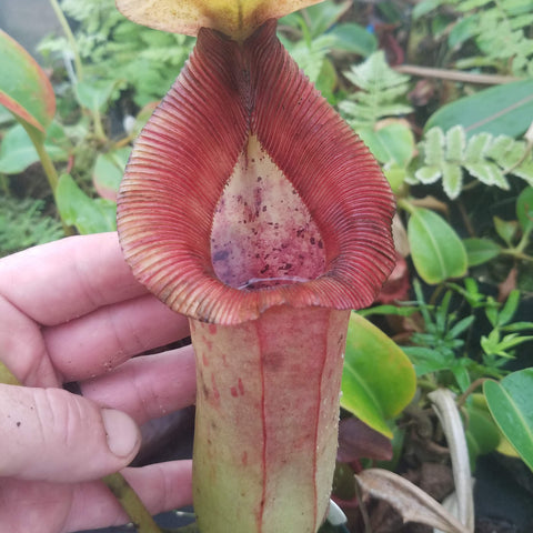 Specimen #1 Nepenthes truncata x sibuyanensis x Trusmadiensis with a large red ribbed pitcher and pale lid