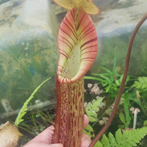 Close-up of Nepenthes truncata x spectabilis XL pitcher with pale striped hood and tall mottled reddish tube.