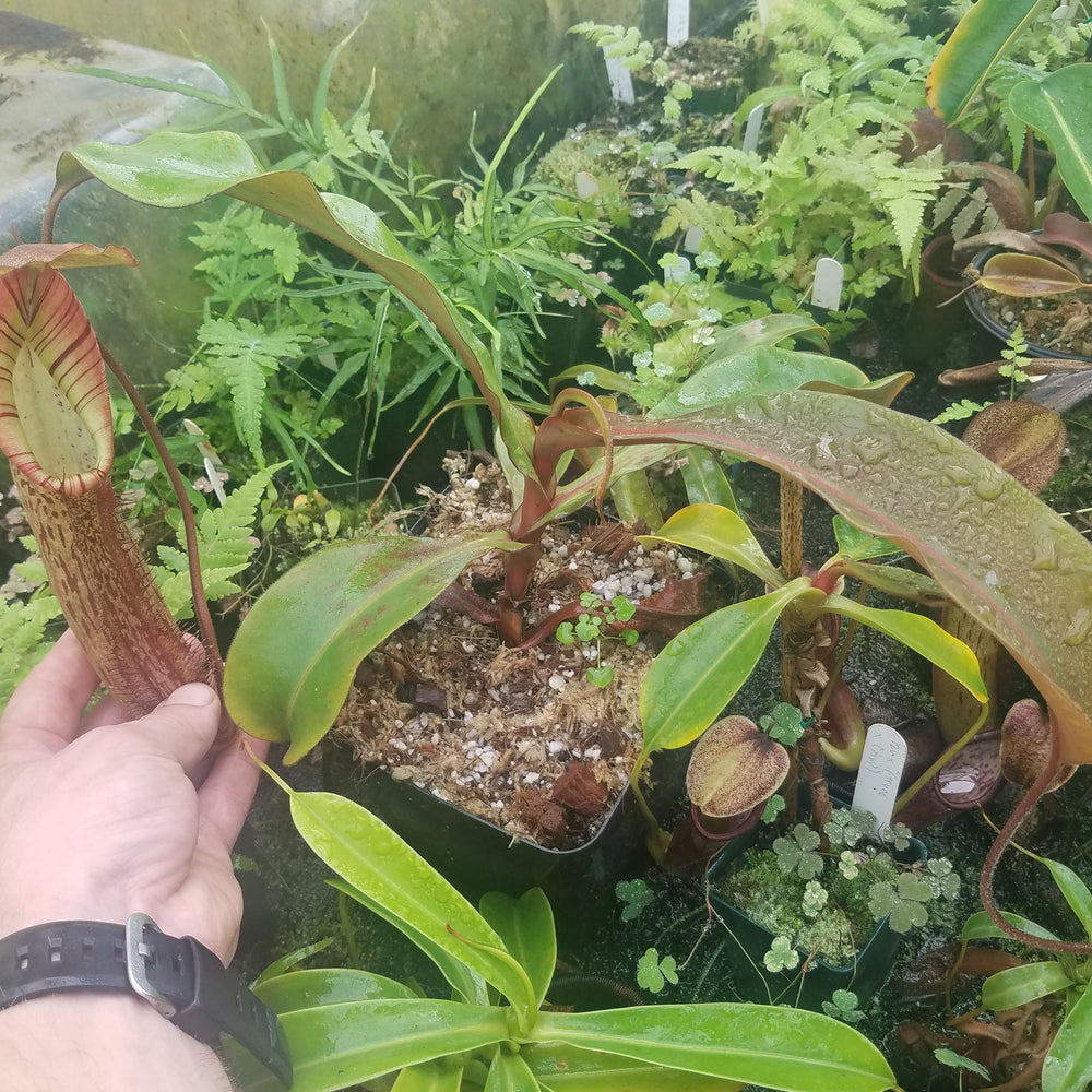 Nepenthes truncata x spectabilis, XL specimen #1