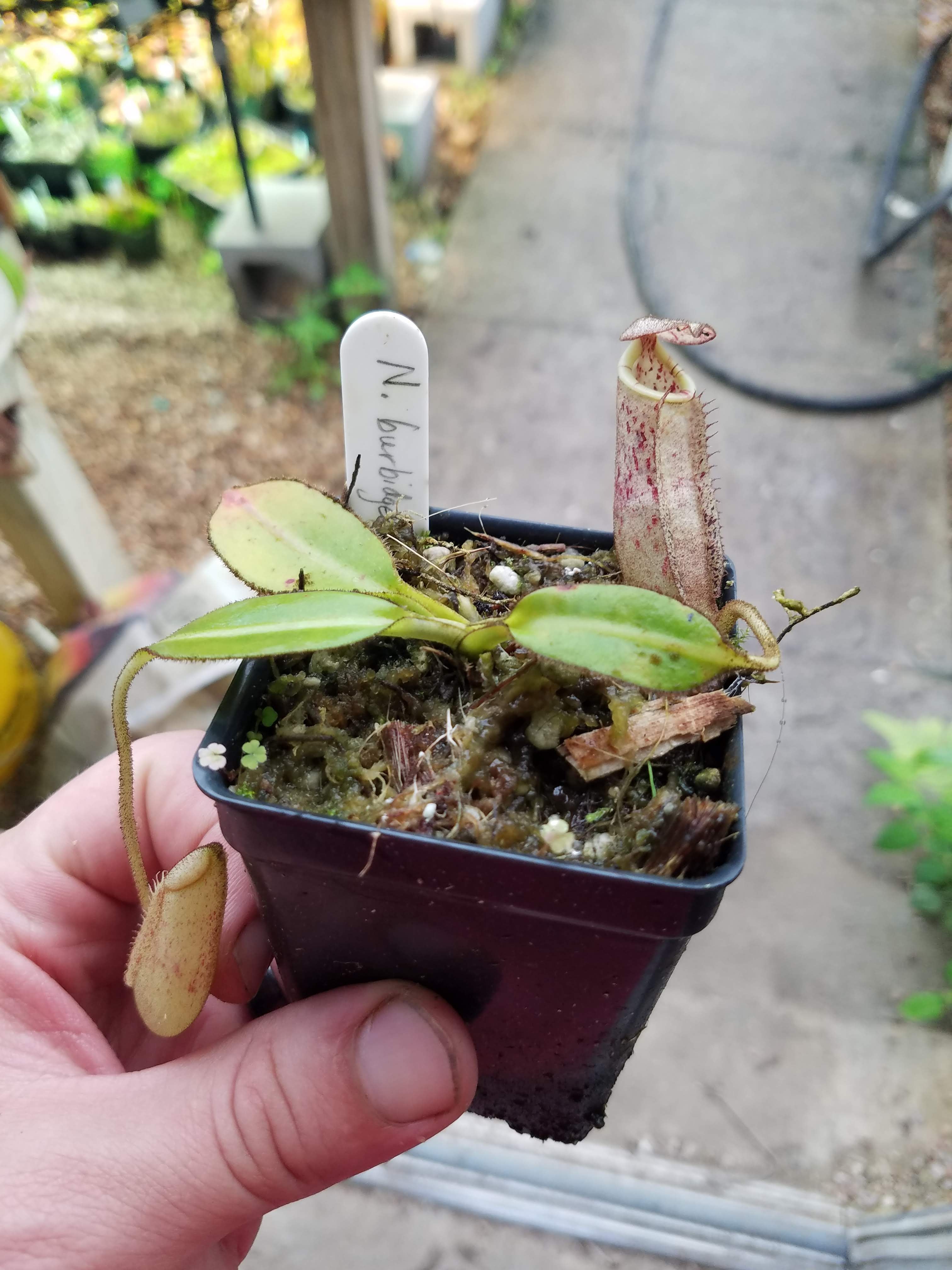 Nepenthes burbidgeae – Carnivero
