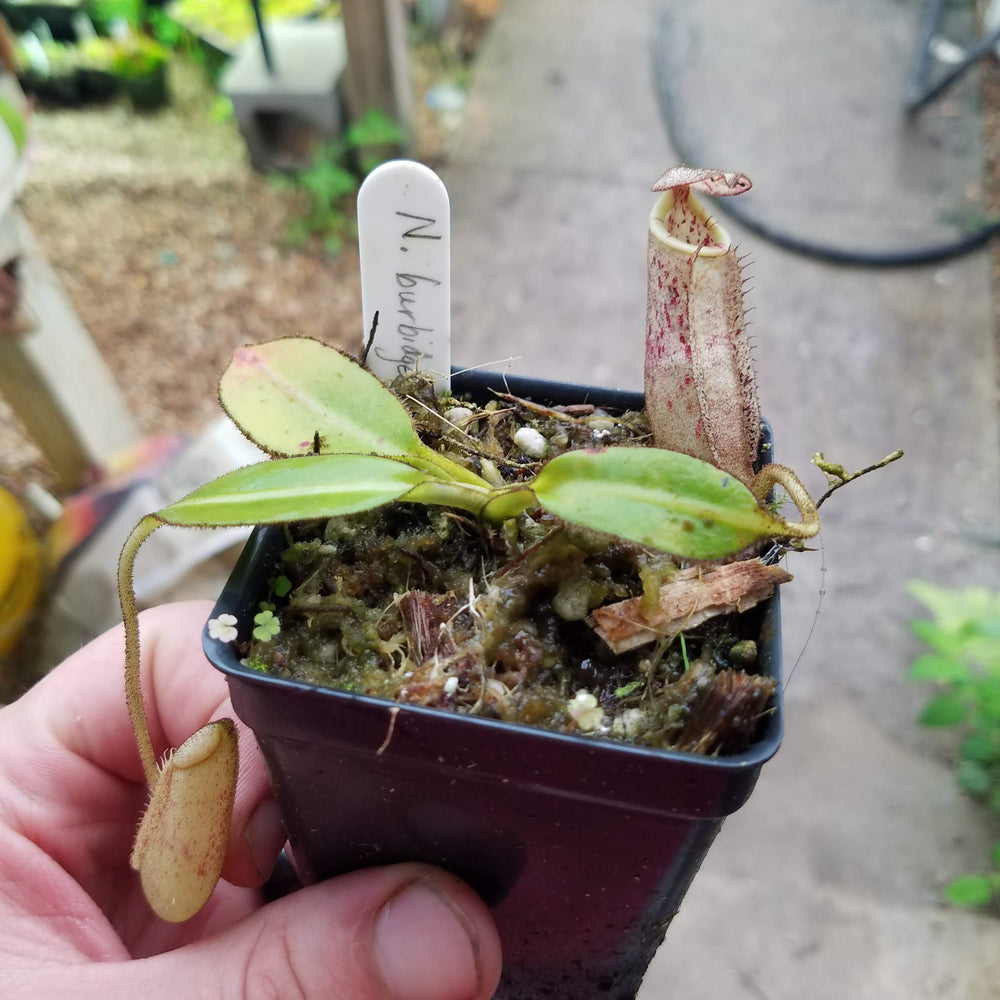 
                      
                        Nepenthes burbidgeae
                      
                    