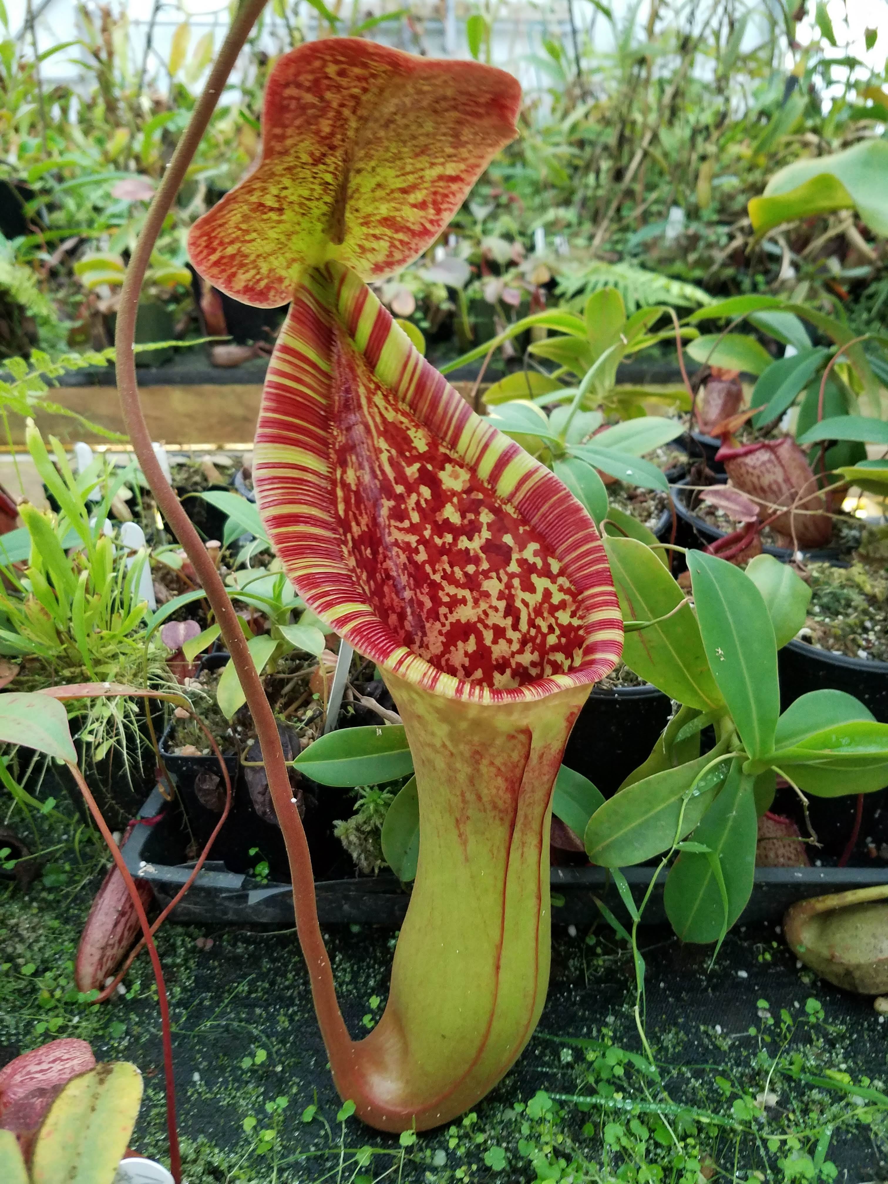 Nepenthes truncata (d) x lowii Trusmadi, CAR-0061 – Carnivero