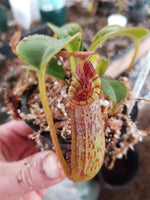 Nepenthes lowii x mollis