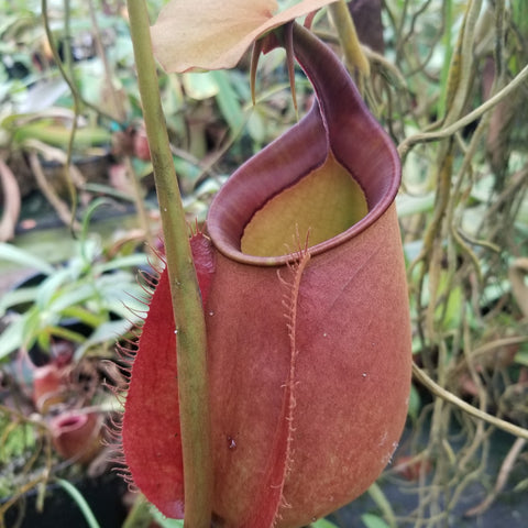 Nepenthes bicalcarata Red Flush pitcher plant with burgundy body and curling lid