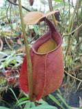 Nepenthes bicalcarata Red Flush, BE-3031