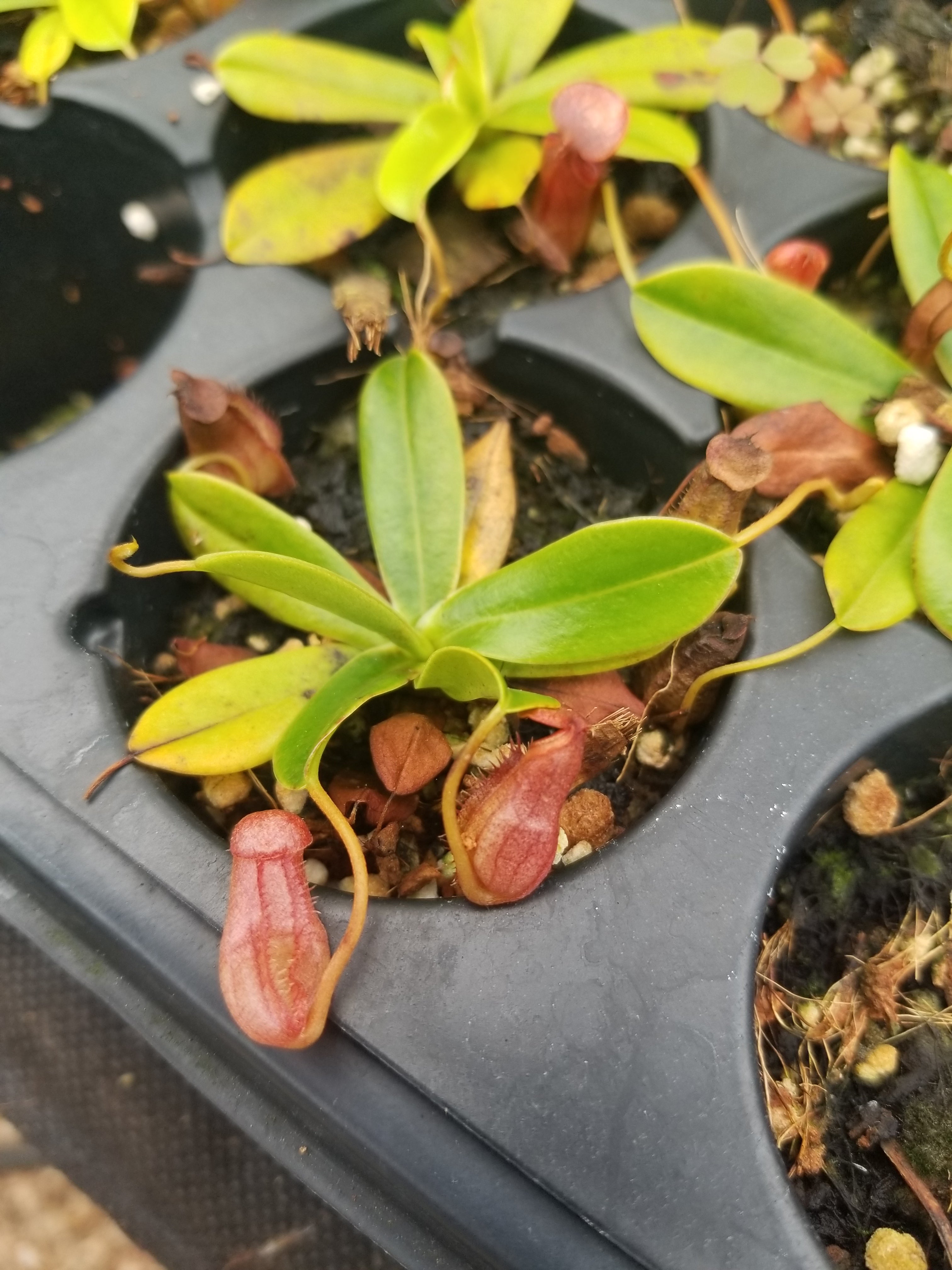 観葉植物 ☆新芽展開中☆192 ネペンテス 植物☆Nepenthes pervillei 