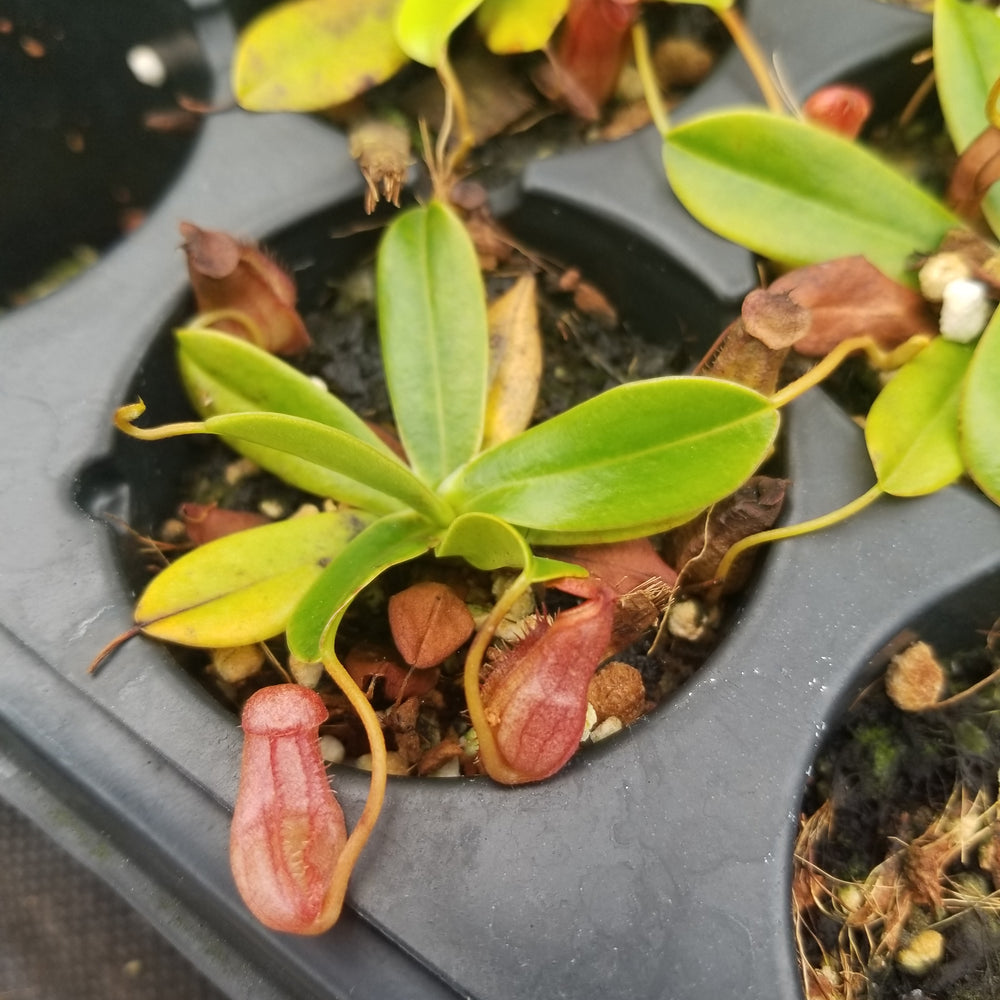 
                      
                        Nepenthes pervillei, BE-3839
                      
                    