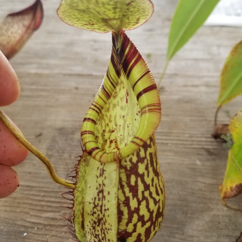 Close-up of Nepenthes spectabilis x mira pitcher with pale yellow green body and dark maroon stripes on the peristome