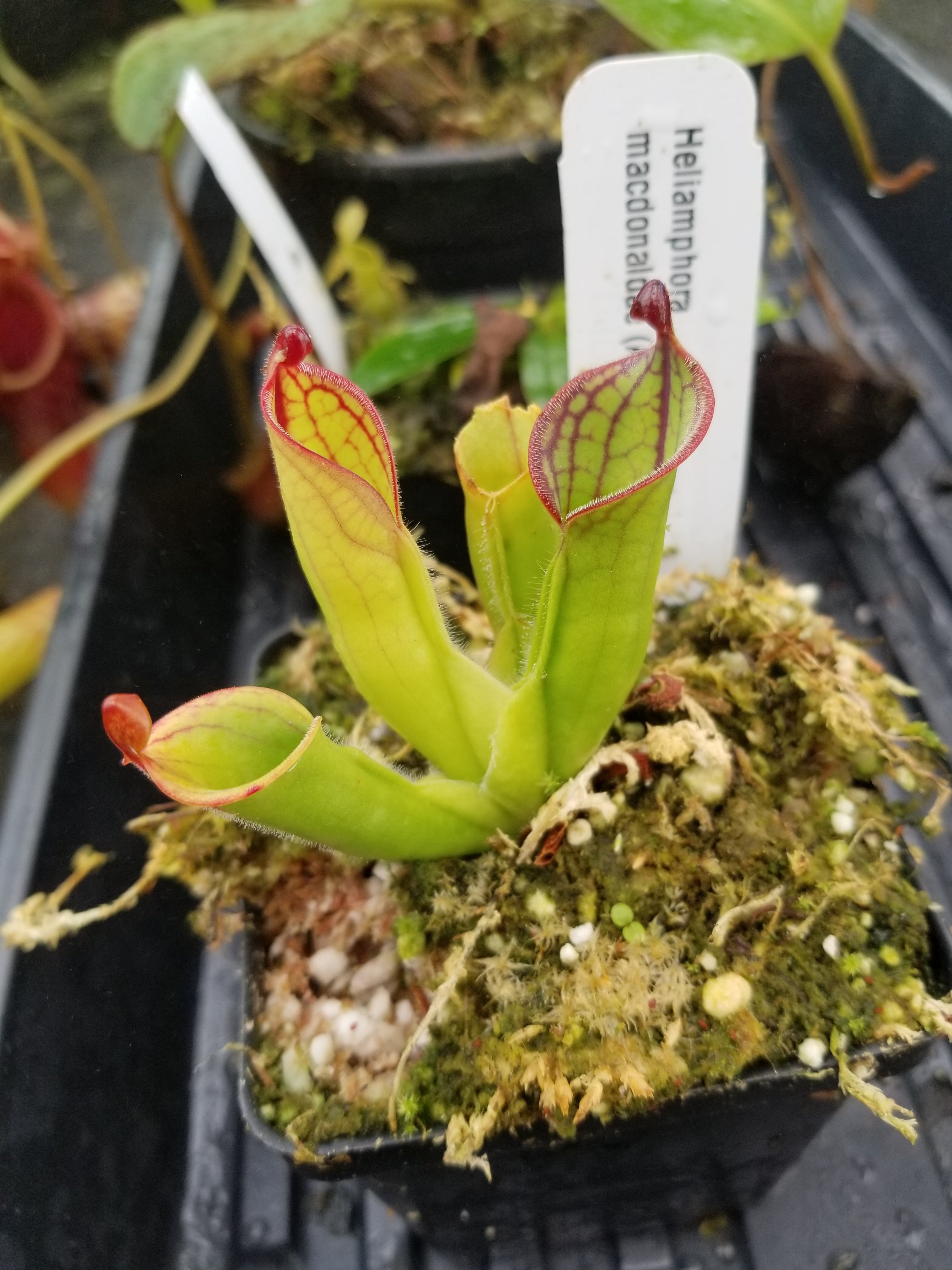 その他観葉植物 Heliamphora macdonaldae Heliamphora macdonaldae – Carnivero