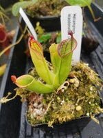 Heliamphora macdonaldae