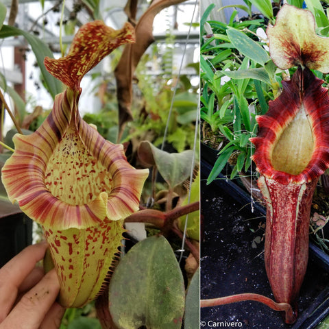 Queens Collar Nepenthes collage showing a broad yellow striped pitcher on the left and a tall red fringed pitcher on the right