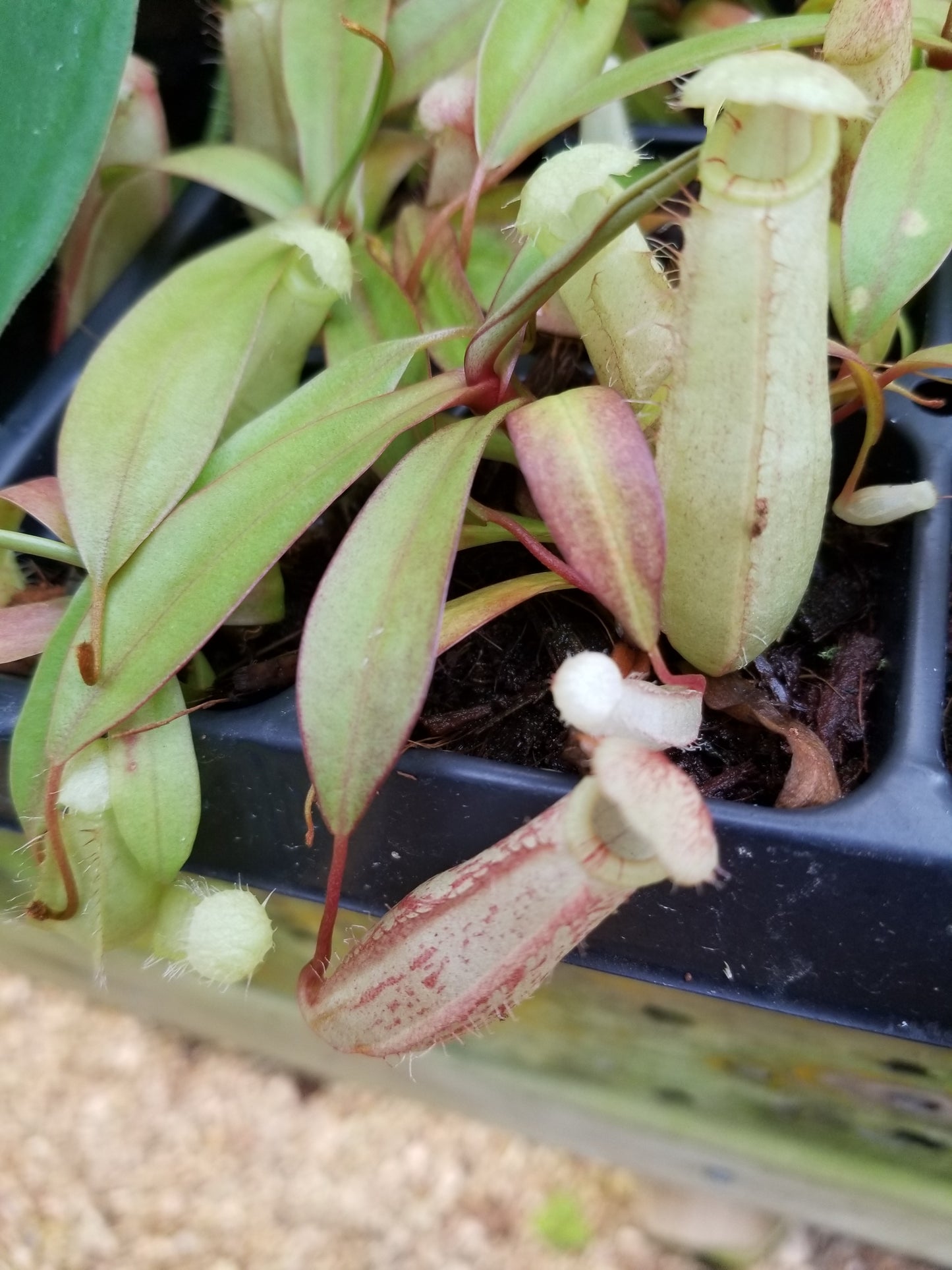 Nepenthes spectabilis x ventricosa, BE-3745 – Carnivero nepenthes-spectabilis-x-ventricosa-be-3745-carnivero