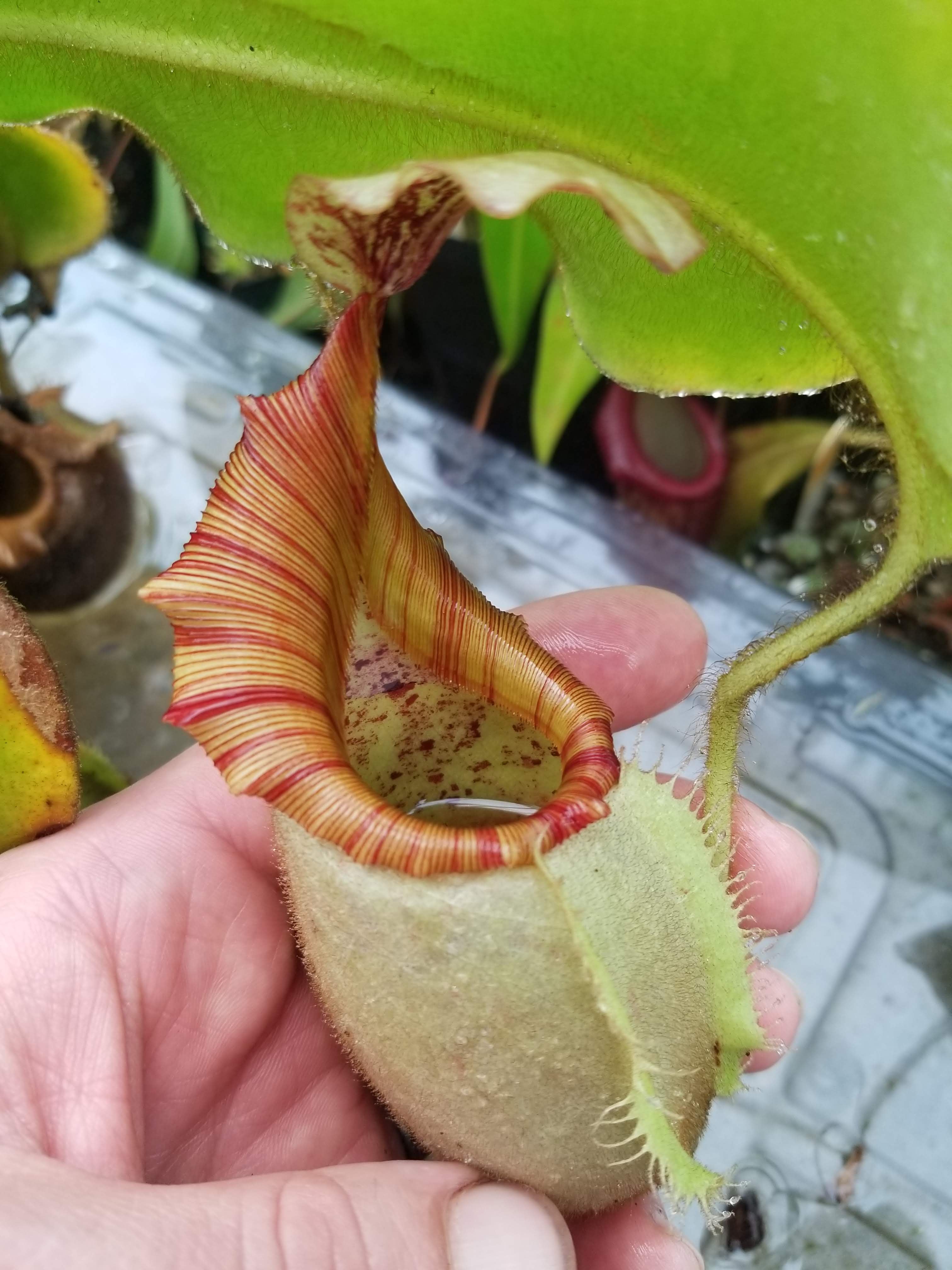 Nepenthes veitchii (m) - white clone – Carnivero