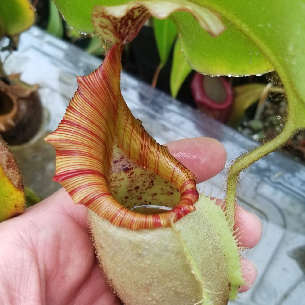 
                      
                        Nepenthes veitchii (m) - white clone
                      
                    