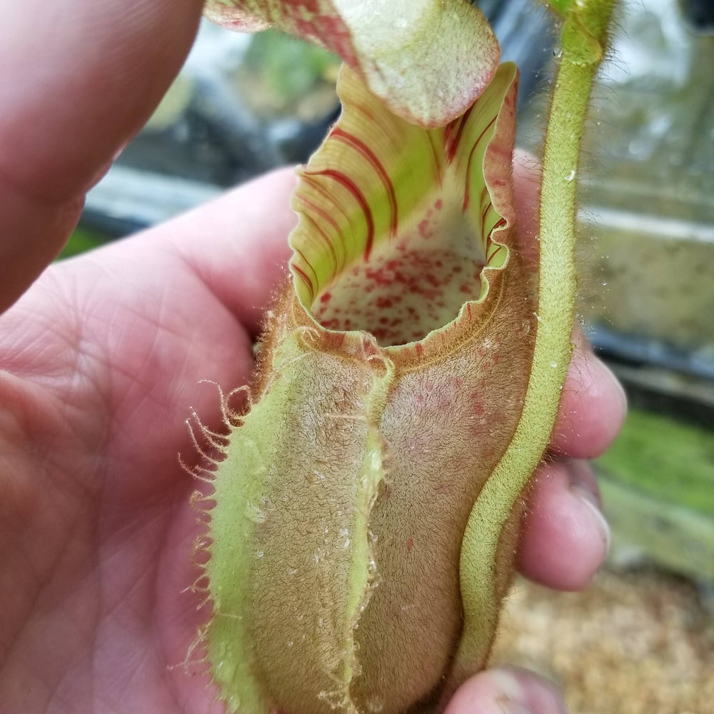 
                      
                        Nepenthes veitchii (m) - white clone
                      
                    