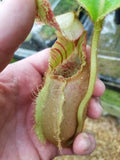 Nepenthes veitchii (m) - white clone