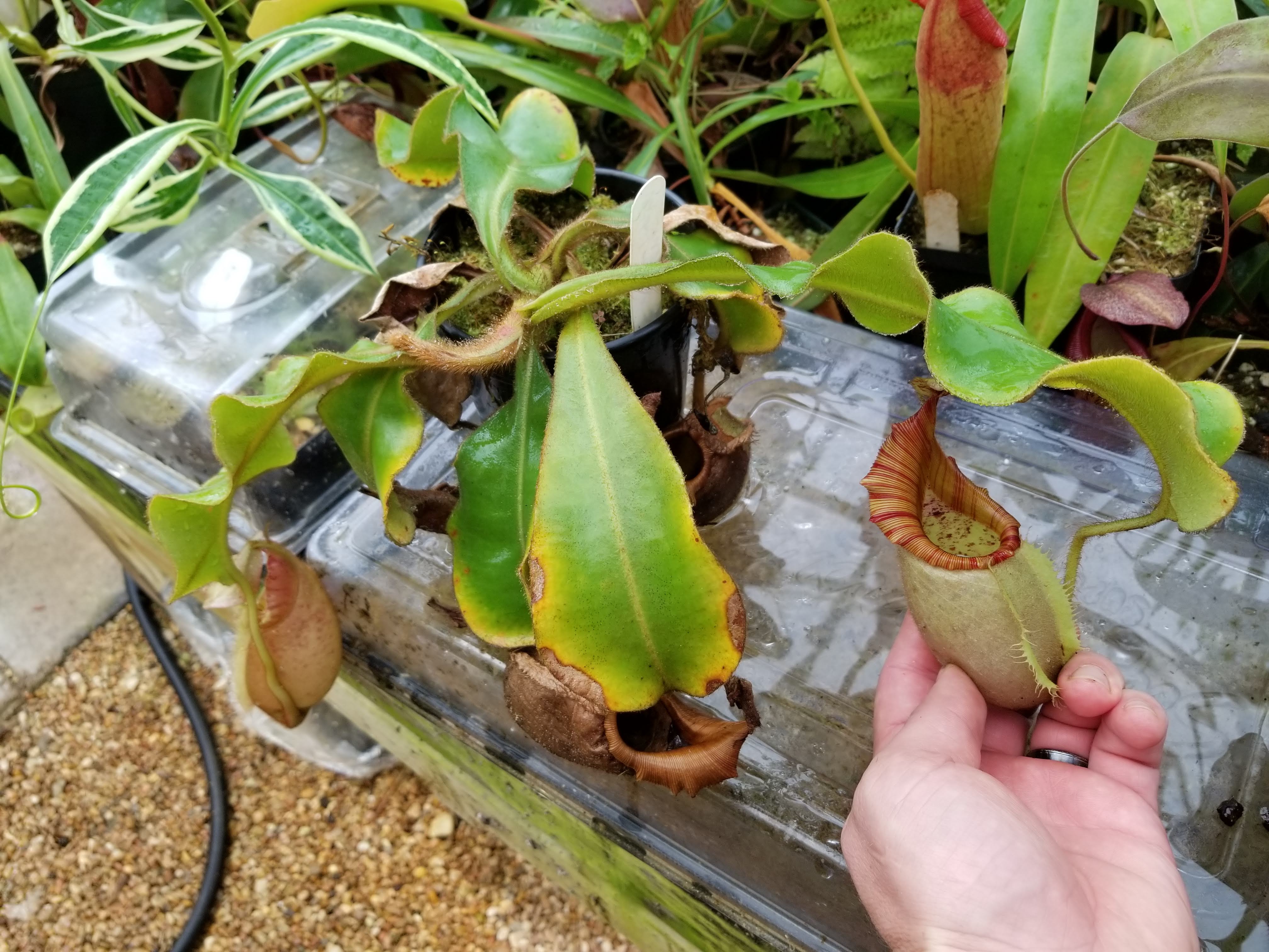 Nepenthes veitchii (m) - white clone – Carnivero