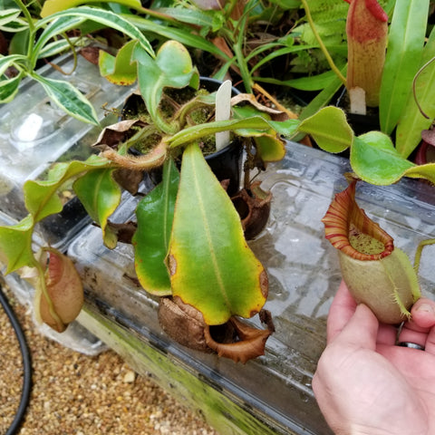 Nepenthes veitchii white clone with a pale hanging pitcher and broad green leaves on a bench.