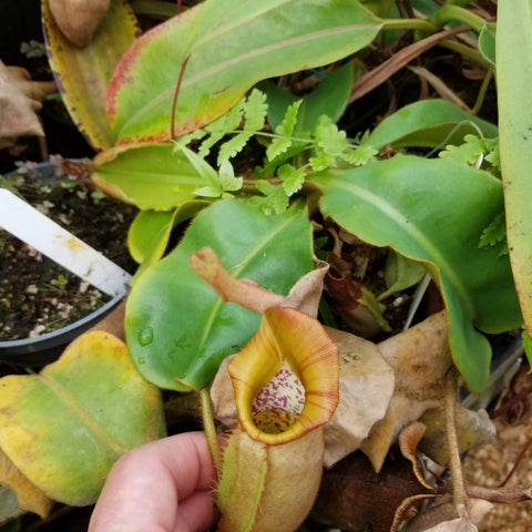 Nepenthes veitchii k pitcher plant with a yellow-green pitcher and orange rimmed peristome among green leaves