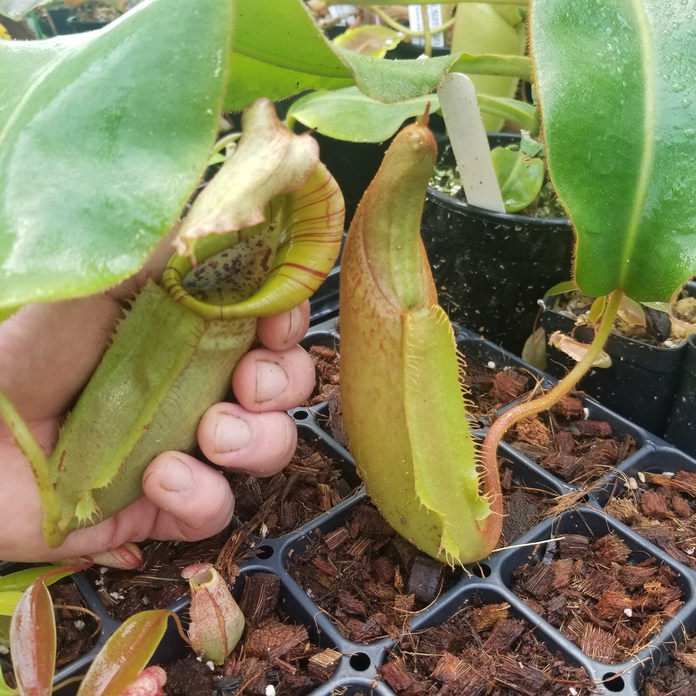 Nepenthes maxima x veitchii, specimen