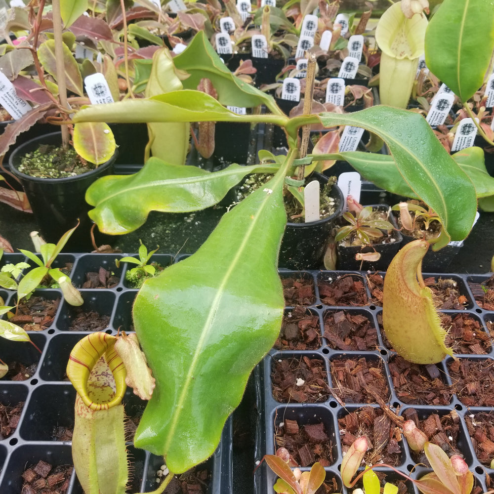 Nepenthes maxima x veitchii, specimen