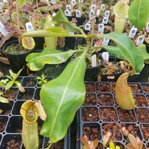 Nepenthes maxima x veitchii specimen with broad green leaves and a pale yellow pitcher with a red rim in a tray.
