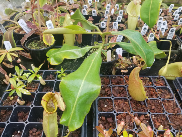Nepenthes maxima x veitchii, specimen