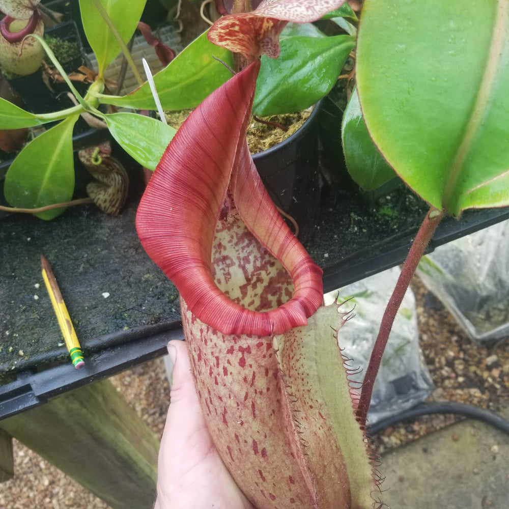 
                      
                        Nepenthes maxima x veitchii, specimen
                      
                    
