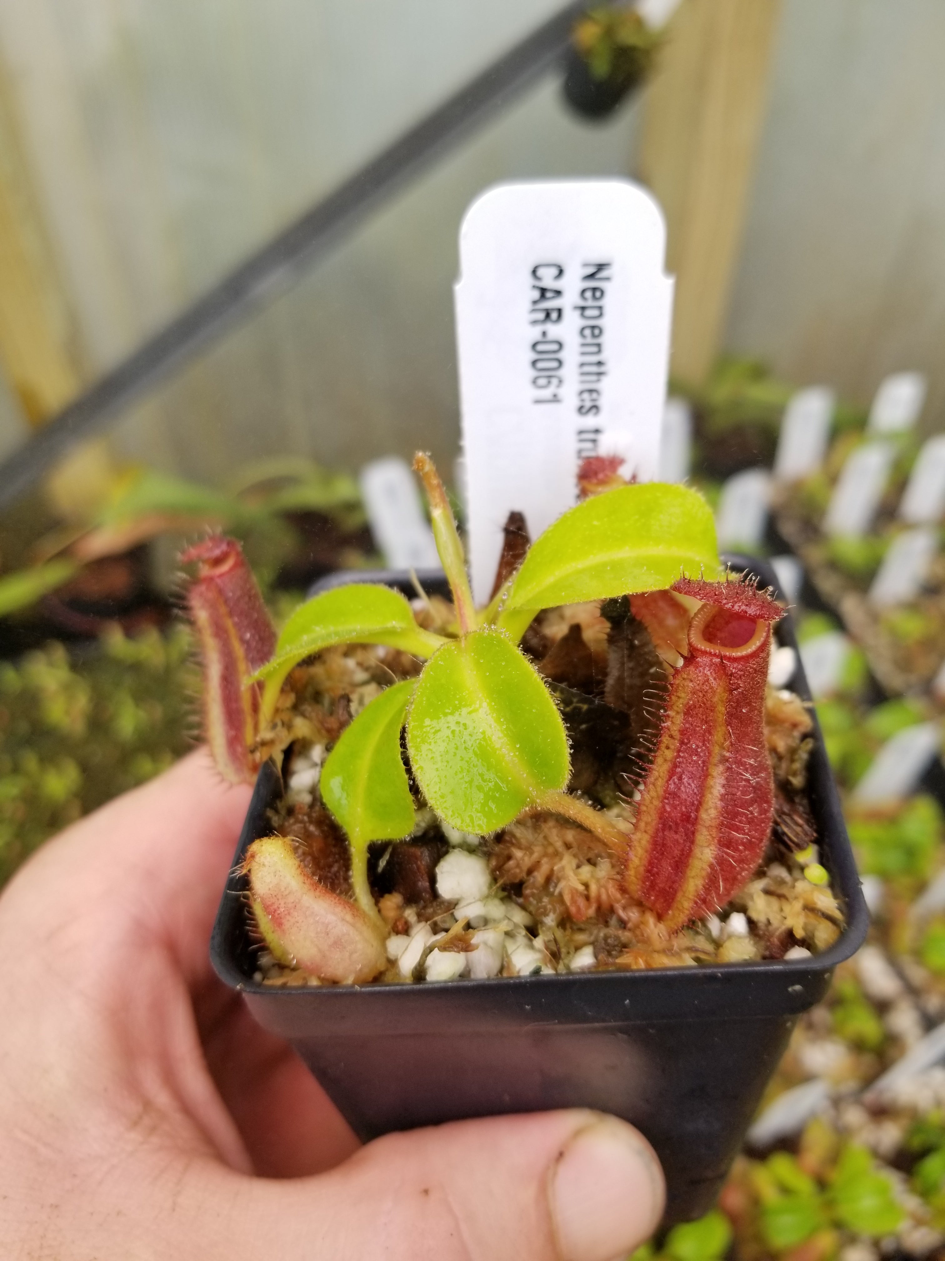 Nepenthes truncata (d) x lowii Trusmadi, CAR-0061 – Carnivero