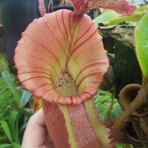 The Wave Nepenthes hybrid shown from two angles with tall red striped pitchers and a striped pale interior