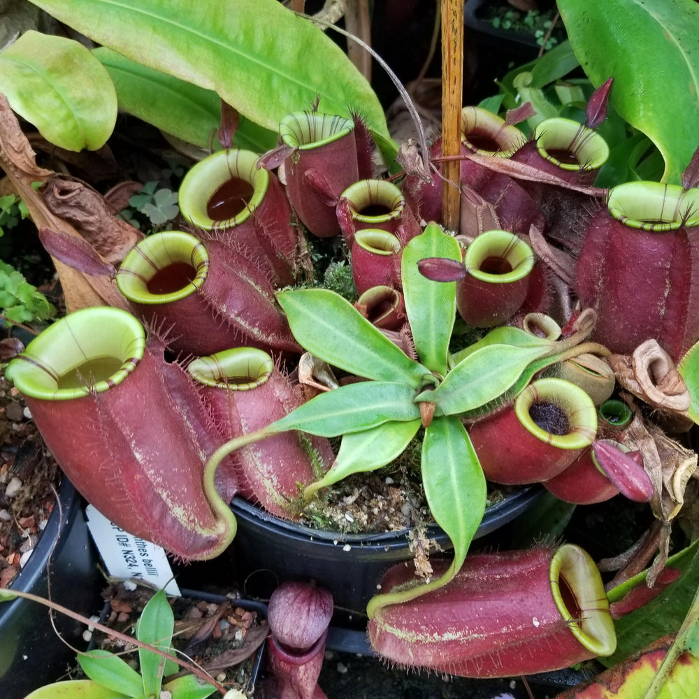 
                      
                        Nepenthes ampullaria 'Purple Striped' x rafflesiana 'Thick Lip', CAR-0181, pitcher plant, carnivorous plant, collectors plant, large pitchers, rare plants
                      
                    