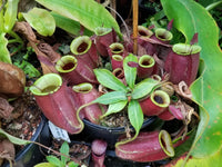 Nepenthes ampullaria 'Purple Striped' x rafflesiana 'Thick Lip', CAR-0181