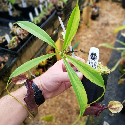 Nepenthes singalana variegated plant with long bright green leaves and a burgundy pitcher, held in a hand.